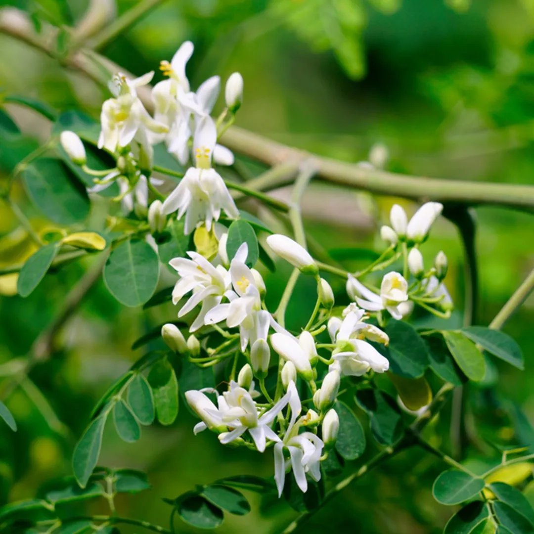 Moringa oleifera